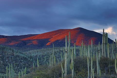 picco di montagna, giorno, cactus, montagna, nuvoloso, cielo, deserto, nube, CACTU, collina, blu, verde, tramonto, Alba, rosso, paesaggio, contrasto, colore, arancia, Oaxaca, nuvola - cielo, pianta, natura, ambiente, scenics - natura, nessuno, albero, terra, bellezza nella natura, autunno, all'aperto, scena non urbana, la tranquillità, crescita, bosco di pini, semi arido, 5K, CC0, dominio pubblico, privo di copyright