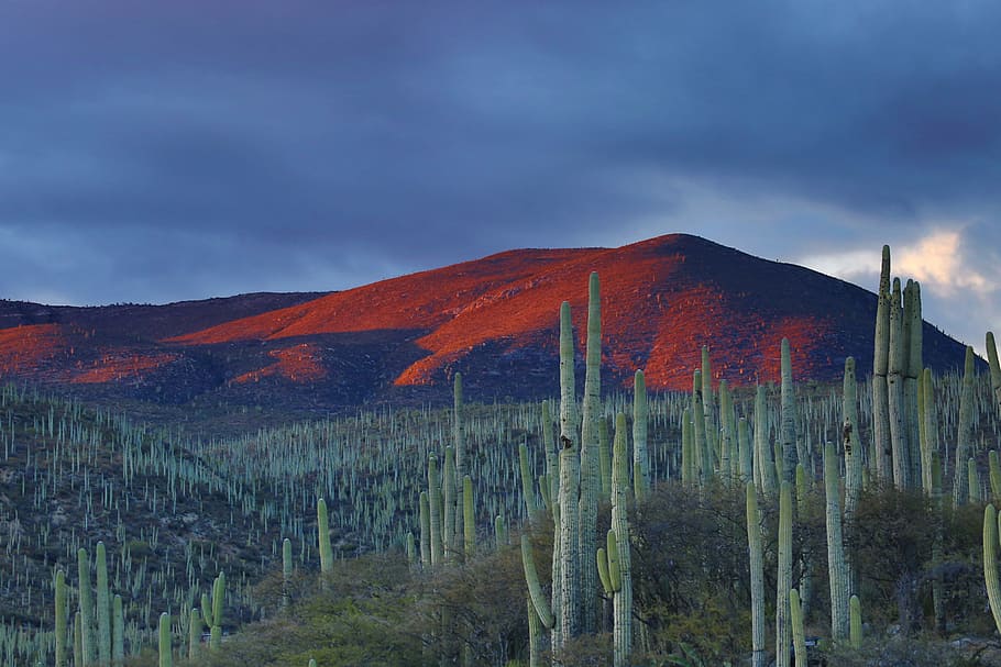 picco di montagna, giorno, cactus, montagna, nuvoloso, cielo, deserto, nube, CACTU, collina, blu, verde, tramonto, Alba, rosso, paesaggio, contrasto, colore, arancia, Oaxaca, nuvola - cielo, pianta, natura, ambiente, scenics - natura, nessuno, albero, terra, bellezza nella natura, autunno, all'aperto, scena non urbana, la tranquillità, crescita, bosco di pini, semi arido, 5K