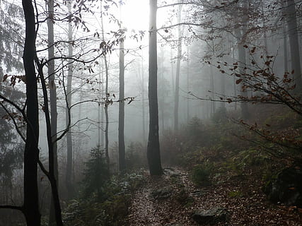 metsä, katettu, fogs, sumu, Puut, puu, kasvi, tyyneys, kauneus luonnossa, rauhallinen kohtaus, luonto, maa, maisemat - luonto, ei ihmisiä, puun runko, runko, päivä, ei-kaupunkikuvia, utuinen, idyllinen, kasvu, ympäristö, ulkona, 2K, CC0, public domain, rojaltivapaa