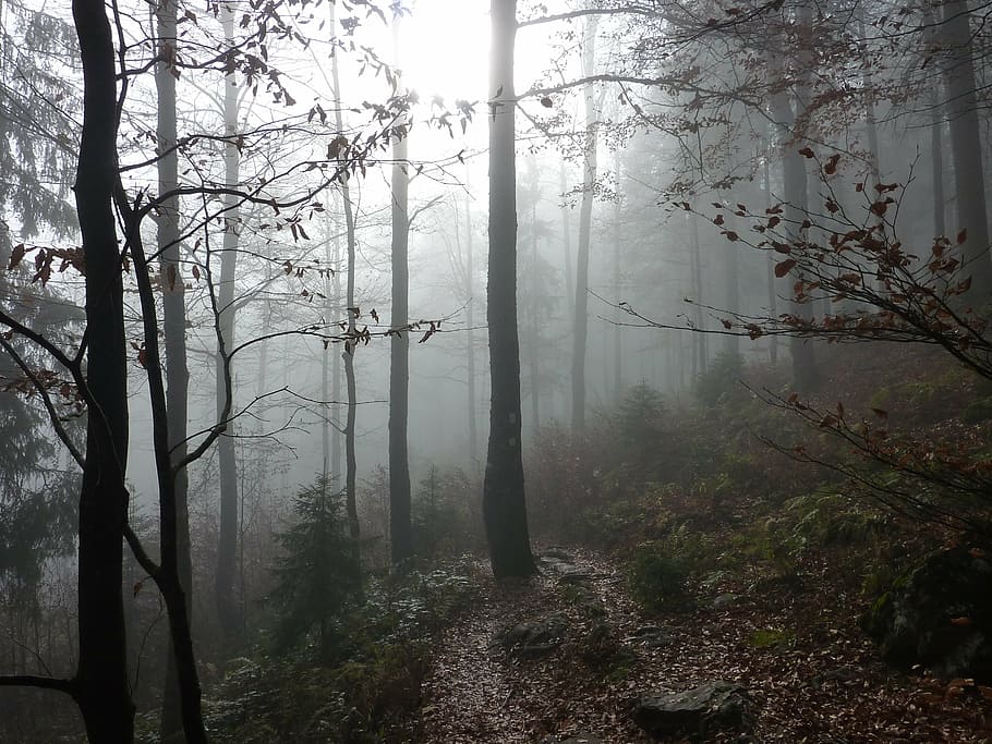 bosc, cobert, boires, boira, arbres, arbre, planta, tranquil·litat, bellesa a la natura, escena tranquil·la, naturalesa, terra, escenics - natura, cap gent, tronc de l'arbre, tronc, dia, escena no urbana, nebulós, idíl·lic, creixement, medi ambient, a l'aire lliure, 2K