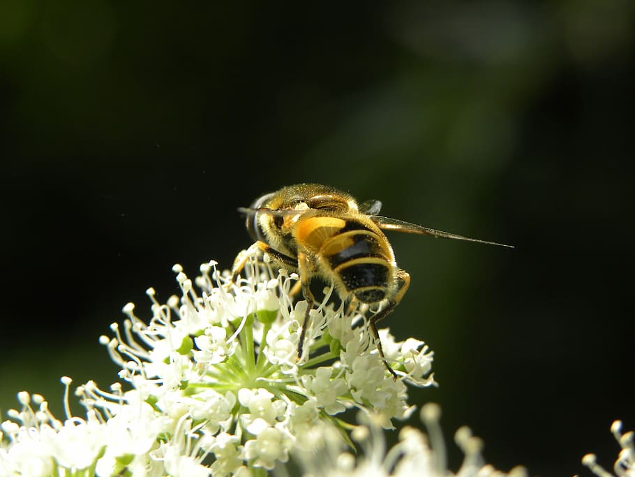 ape, natura, insetto, avvicinamento, miele, api, fiori, insetti, macro, fiore, animale, impollinazione, pianta, estate, polline, colore verde, all'aperto, un animale, temi animali, animali allo stato selvatico, fauna selvatica, invertebrato, pianta fiorita, bellezza nella natura, fragilità, vulnerabilità, nessuno, freschezza, petalo, testa di fiore, 4K