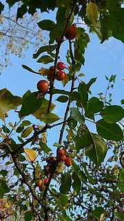 dekoratyvinis, malas, medis, lapai, augalų dalis, augimą, vaisiai, žemas kampo vaizdas, augalų, sveika mityba, maisto, filialas, Maistas ir gėrimai, pobūdį, vaismedis, šviežumas, grožis gamtoje, dieną, nėra žmonių, dangus, žalia spalva, lauke, subrendęs, 4K, CC0, Viešasis domenas, nemokamai
