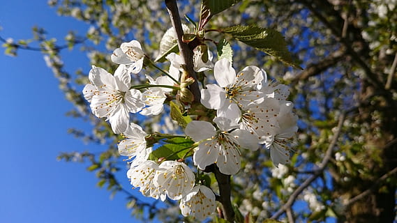 forår, natur, flor, knop, plante, forårsbloem, æble, æbletræ blomster, blomstrede, æbletræ, æbleblomst, blomstrende plante, blomst, vækst, skønhed i naturen, skrøbelighed, sårbarhed, træ, friskhed, hvid farve, blomstre, tæt på, afdeling, kronblad, lav vinkel visning, ingen mennesker, Kvist, dag, blomsterhoved, kirsebær blomst, pollen, udendørs, Kirsebærtræ, 4K, CC0, offentligt domæne, royaltyfrie