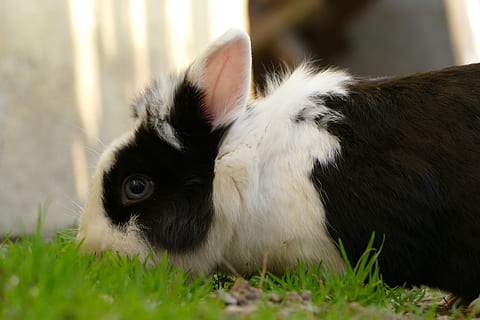 græs, påske, natur, kanin, bud, ører, kæledyr, husdyr, et dyr, dyre temaer, hund, ingen mennesker, pattedyr, dyr, indenlandske, hvirveldyr, plante, tæt på, kanin - dyr, lempelse, hvid farve, dag, selektiv fokusering, fokus på forgrunden, dyr hoved, bakkenbart, 5K, CC0, offentligt domæne, royaltyfrie