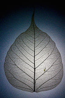 graues Blatt Dekor, Blatt, Blattstruktur, Blattadern, Muster, Geäst, Natur, keine Leute, Pflanzenteil, Pflanze, Blattvene, Schönheit in der Natur, draußen, Nahansicht, Himmel, Zerbrechlichkeit, natürliches Muster, Tag, Verletzlichkeit, klarer Himmel, Sonnenlicht, einzelnes Objekt, Wachstum, Ruhe, 2K, CC0, gemeinfrei, lizenzfrei