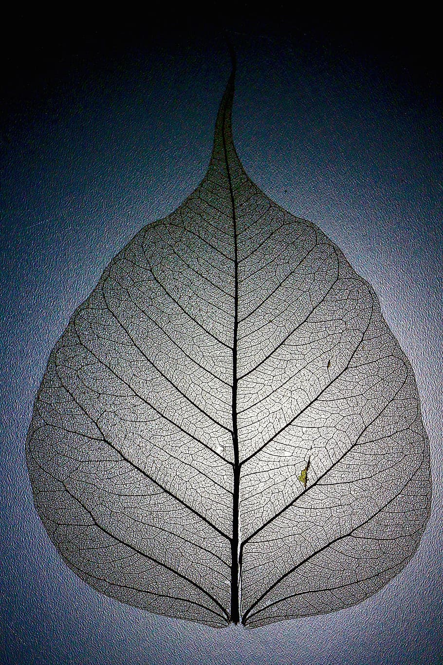 grå blade indretning, blad, bladstruktur, bladårer, mønster, grene, natur, ingen mennesker, plante del, plante, bladvenen, skønhed i naturen, udendørs, tæt på, himmel, skrøbelighed, naturligt mønster, dag, sårbarhed, skyfri himmel, sollys, enkelt objekt, vækst, ro, 2K