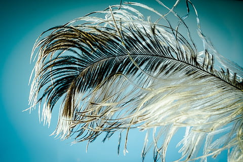 white, black, feather, strauss spring, spring, ease, strauss, close, bird feather, spring dress, plumage, bird, airy, tender, nature, plant, palm leaf, sky, close-up, no people, low angle view, wind, palm tree, growth, beauty in nature, day, tropical climate, outdoors, blue, leaf, tree, environment, sunlight, frond, 2K, CC0, public domain, royalty free