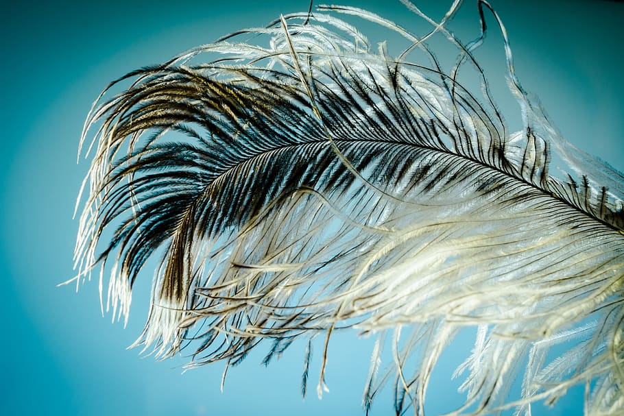 Weiß, schwarz, Feder, Strauss Frühling, Frühling, Leichtigkeit, strauss, schließen, Vogelfeder, Frühlingskleid, Gefieder, Vogel, luftig, zärtlich, Natur, Pflanze, Palmblatt, Himmel, Nahansicht, keine Leute, Flachwinkelansicht, Wind, Palme, Wachstum, Schönheit in der Natur, Tag, tropisches Klima, draußen, Blau, Blatt, Baum, Umgebung, Sonnenlicht, Wedel, 2K