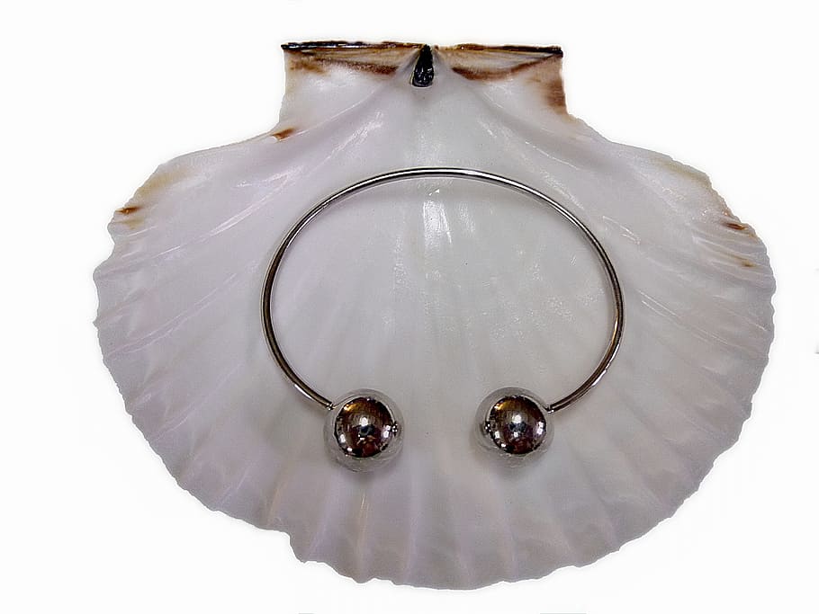 shell, st jacques, menjar, fons blanc, primer pla, Color blanc, joieria, tallar, a l'interior, cap gent, tir de l'estudi, moda, sol objecte, animal, pedres precioses, fauna animal, natura morta, arracada, tirar, elegància, riquesa, temes d'animals, luxe, boca oberta, accessori personal, 2K