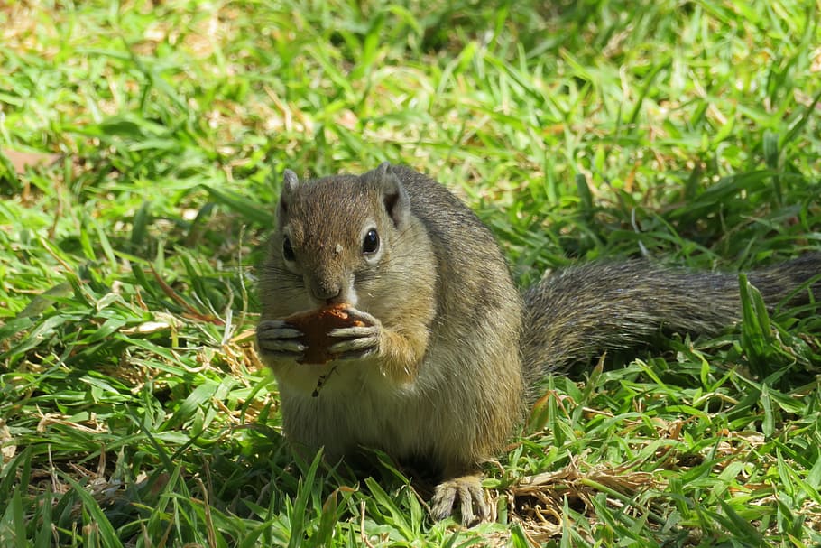 veveriţă, drăguţ, alună, gri, copaci, gazon, mânca, animal, natură, parc, ochi, labă, rozător, animale tematice, animale sălbatice, un animal, animale în sălbăticie, iarbă, mamifer, animale vertebrate, camp, plantă, teren, Culoarea verde, mâncare, nici o persoana, să se concentreze asupra primelor elemente, zi, a închide, în aer liber, 5K