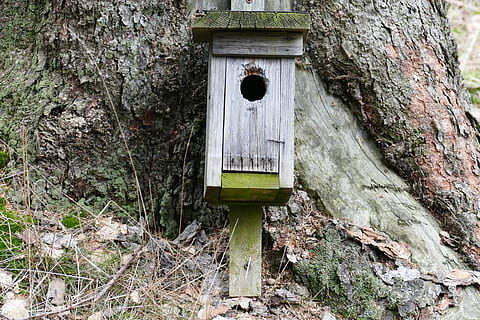 nesting, doos, Bos, natuur, boom, nestkast, dag, ingebouwde structuur, architectuur, geen mensen, boomstam, buitenshuis, hout - materiaal, vogelhuisje, fabriek, gat, romp, groei, getextureerde, land-, buitenkant van het gebouw, oud, deur-, 5K, CC0, publiek domein, royaltyvrij