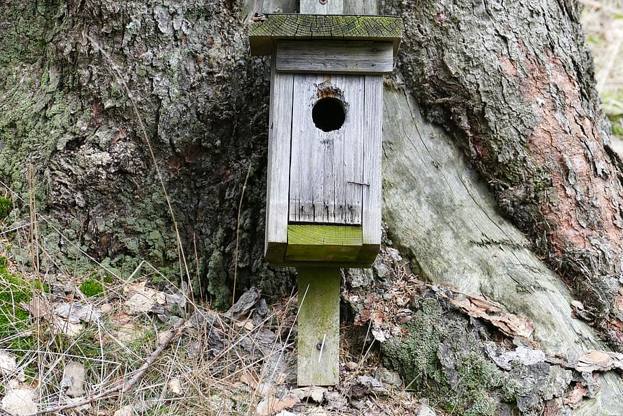 nidificació, Caixa, bosc, naturalesa, arbre, caixa niu, dia, estructura construïda, arquitectura, cap gent, tronc de l'arbre, a l'aire lliure, material de fusta, casa d'aus, planta, forat, tronc, creixement, textura, terra, exterior de l'edifici, vell, porta, 5K