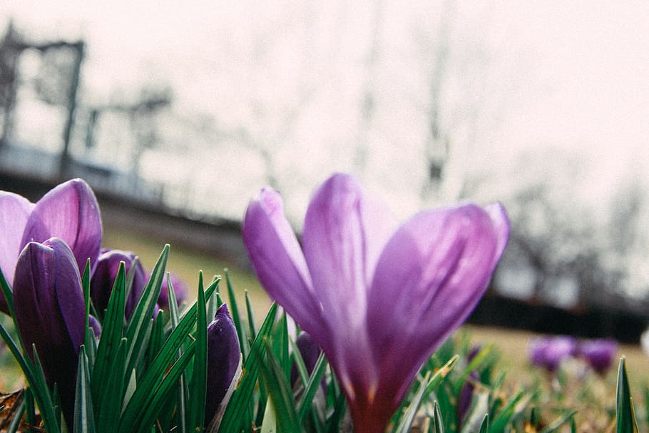 jarní květiny krokusy, jarní květiny, krokusy, Příroda, květ, jaro, tulipán, rostlina, krokus, venku, sezóna, nachový, krása v přírodě, květu hlavy, detail, zelená barva, růžová barva, vícebarevné, okvětní lístek, svěžest, kvetoucí rostlina, růst, zranitelnost, křehkost, květenství, zaměřit se na popředí, nikdo, den, duhovka, 4K