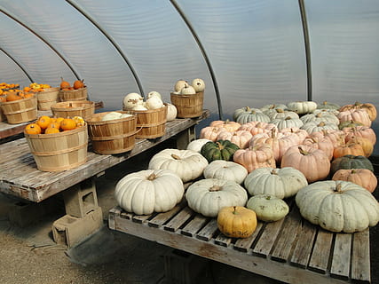 dovleci, suc de fructe, apartament, cădea, toamnă, agricultură, seră, coșuri, recolta, Cenușăreasă, sezonier, alimente, decoratiuni, colorat, vegetal, octombrie, fermă, culturi, legume și fructe, mulțumire, mancare si bautura, prospeţime, mâncat sănătos, alegere, recipient, variație, bunăstare, nici o persoana, natură moartă, de vânzare, piaţă, stand de piață, cu amănuntul, grup mare de obiecte, zi, cutie, mancare cruda, afișare cu amănuntul, 2K, CC0, domeniu public, fără drepturi de autor