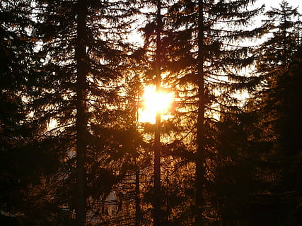 Skov, træ, sol, baglygte, træstammer, humør, romantik, solnedgang, atmosfærisk, mystik, mystisk, magi, log, gran, fir skov, plante, ro, skønhed i naturen, sollys, himmel, jord, natur, rolig scene, scenics - natur, vækst, silhuet, ingen mennesker, ikke-urbane scene, solstråle, udendørs, linseflare, nåletræ, streaming, 2K, CC0, offentligt domæne, royaltyfrie