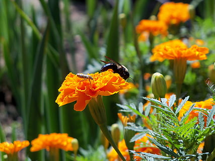 Biene, Insekt, Natur, Fehler, Pollen, Blume, Orange, blühende Pflanze, Zerbrechlichkeit, Pflanze, Schönheit in der Natur, Frische, Blütenblatt, Verletzlichkeit, Tierwelt, Wachstum, Blütenkopf, Tiere in freier Wildbahn, Tier, Tierthemen, wirbellos, Blütenstand, Nahansicht, orange Farbe, Bestäubung, keine Leute, 2K, CC0, gemeinfrei, lizenzfrei