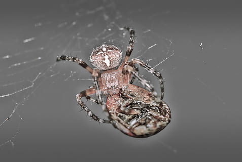 aranya, marieta, macro, teranyina, un animal, temes d'animals, cap gent, primer pla, animal, fauna animal, invertebrat, animals a la natura, aràcnids, insecte, artròpode, zoologia, fragilitat, part del cos dels animals, tir de l'estudi, naturalesa, centrar-se en primer pla, cames d’animal, a l'aire lliure, 1080P, CC0, domini públic, lliure de regalies