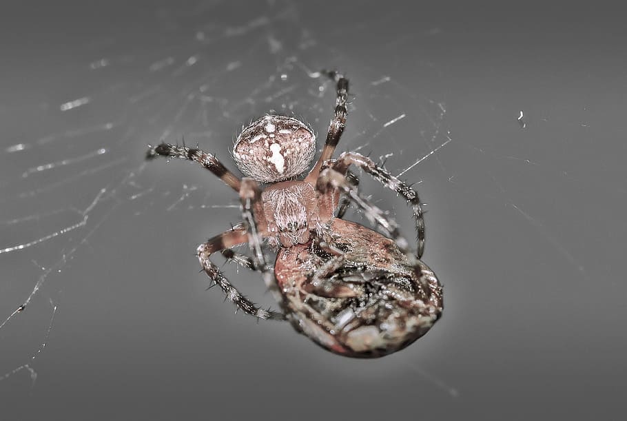 aranya, marieta, macro, teranyina, un animal, temes d'animals, cap gent, primer pla, animal, fauna animal, invertebrat, animals a la natura, aràcnids, insecte, artròpode, zoologia, fragilitat, part del cos dels animals, tir de l'estudi, naturalesa, centrar-se en primer pla, cames d’animal, a l'aire lliure, 1080P