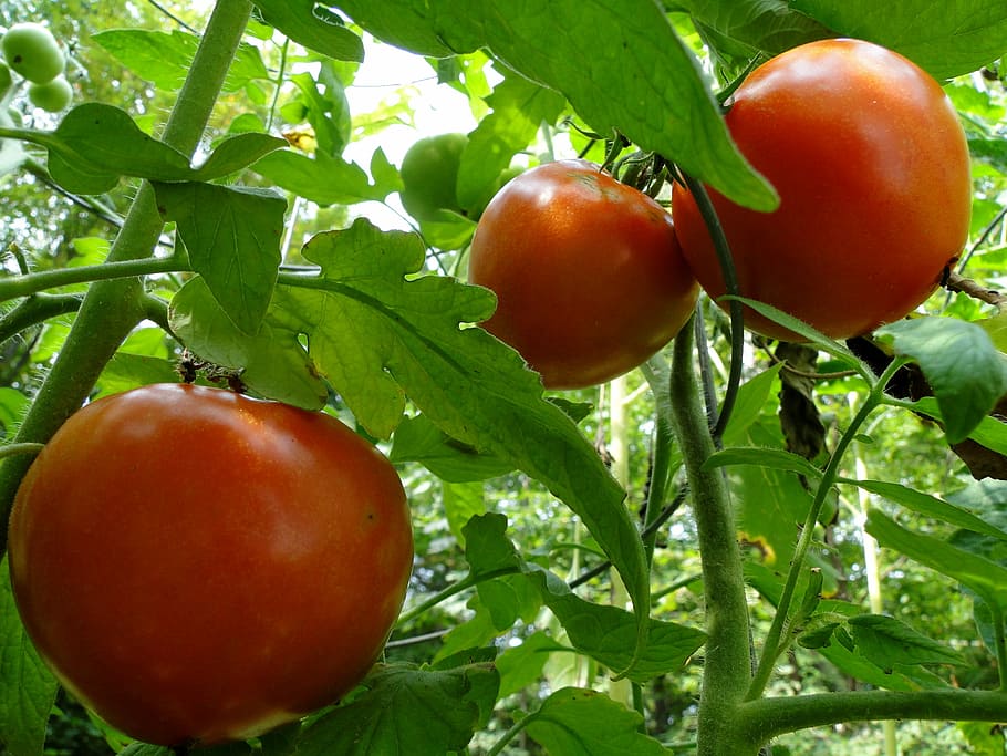 tre tomater, tomater, rød, vin, moden, grøntsager, rød, vin, sommer, have, plante, voksende, fremstille, mad, frisk, mad og drikke, blad, landbrug, tomat, frugt, sund kost, vækst, friskhed, velvære, plante del, natur, grøn farve, tæt på, træ, ingen mennesker, grøntsag, organisk, udendørs, 2K