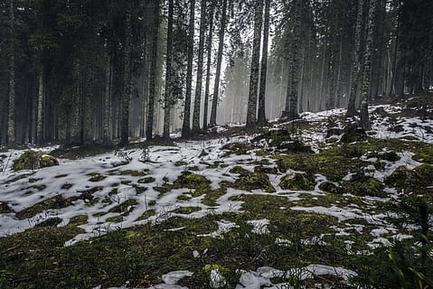 bos overdag, Bos, winter, koude, zing, landschap, natuur, bomen, trunks, natuurlijk, donker, alleen, fabriek, boom, land-, kalmte, schoonheid in de natuur, bos-, sneeuw, dag, geen mensen, groei, koude temperatuur, niet-stedelijke scène, rustige scène, boomstam, scenics - natuur, romp, buitenshuis, spoor, 5K, CC0, publiek domein, royaltyvrij
