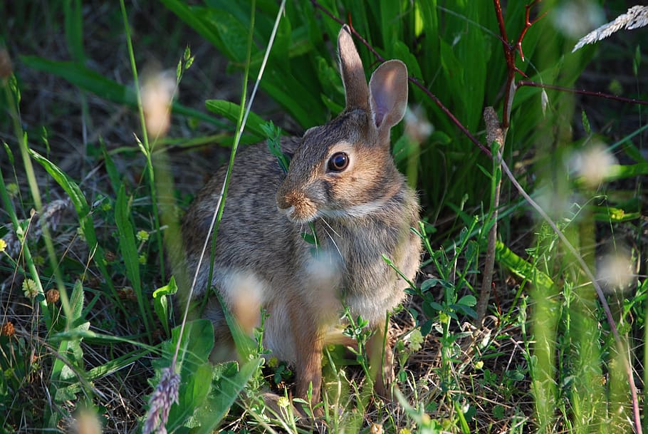 conill, llebre, primavera, a l'aire lliure, salvatge, ràpid, verd, Jackrabbit, prat, carrera, correr, corrent, velocitat, estiu, animal, pressa, blanc, bonic, naturalesa, conill - animal, herba, rosegador, mamífer, esponjós, marró, vida salvatge, petit, pell, color verd, mascotes, assegut, un animal, temes d'animals, fauna animal, animals a la natura, planta, terra, cap gent, vertebrats, camp, primer pla, dia, centrar-se en primer pla, bigotis, herbívors, cap d’animals, 4K