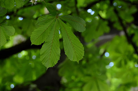 background image, chestnut, leaves, tree, nature, leaf, green, plant part, plant, green color, growth, beauty in nature, focus on foreground, close-up, no people, selective focus, day, outdoors, branch, freshness, tranquility, 2K, CC0, public domain, royalty free