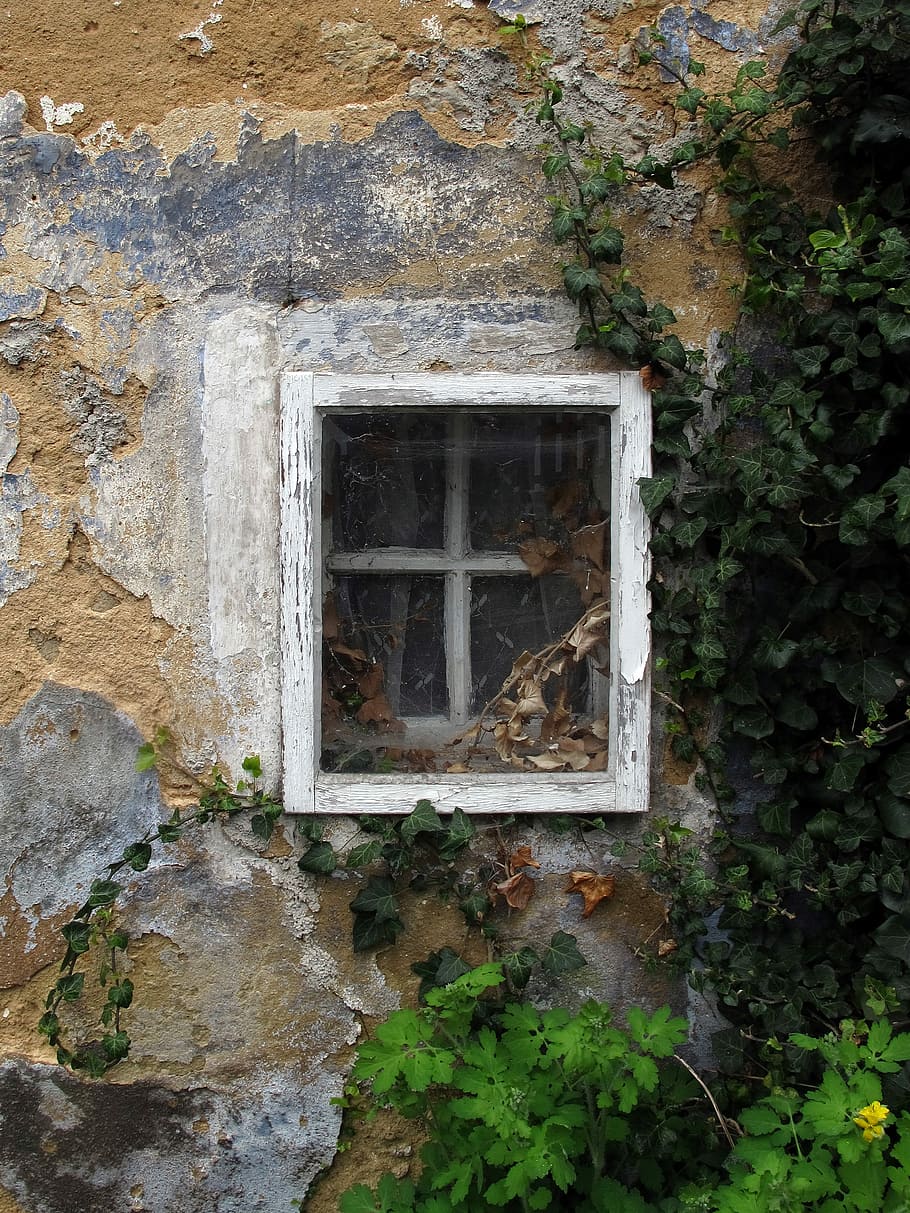 finestra, finestra antiga, marcs de finestres, vell, vidre, finestres de fusta, paret, façana, resistent, brut, trencar, caduc, sortir, trencat, defecte, aixafar, abandonat, transitori, malalt, la fugacitat, pforphoto, estructura construïda, arquitectura, exterior de l'edifici, planta, cap gent, dia, funció de construcció de parets, edifici, creixement, naturalesa, a l'aire lliure, sòlid, casa, heura, espatllat, paret de pedra, 2K