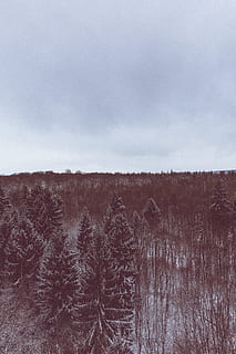 punainen huopa, ikivihreä metsä, lumi, katettu, puu, harmaa, pilvinen, taivas, musta, korkeat puut, päivä-, metsä, pilvi, luonto, talvi-, maisema, ulkona, scenics, ei ihmisiä, kylmä - lämpötila, ei-kaupunkikuvia, maaseudulla, kauneus luonnossa, kausi, sumu, pilvi - taivas, päivä, kasvi, rauhallinen kohtaus, tyyneys, maa, maisemat - luonto, ympäristö, kasvu, ala, 5K, CC0, public domain, rojaltivapaa