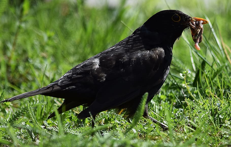 kos, cuc, herba, ocell, un animal, fauna animal, animals a la natura, naturalesa, temes d'animals, animal, vertebrats, color negre, planta, cap gent, dia, primer pla, merla, a l'aire lliure, vista lateral, color verd, corb - ocell, terra, bec, 2K
