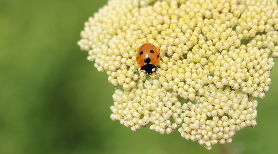 Marienkäfer, Farnblatt, Verbundwerkstoffe, Blume, Pflanze, Natur, Frühling, Grün, Gelb, gelbe Blume, gelbe Pflanze, Punkte, Hintergrund, Flora, Fauna, Tier, Tieraufnahme, Tierfotografie, Insekt, glücklicher Marienkäfer, ein Tier, Tierthemen, Tiere in freier Wildbahn, wirbellos, Tierwelt, Nahansicht, Schönheit in der Natur, Fokus auf den Vordergrund, Biene, blühende Pflanze, Frische, keine Leute, Käfer, Wachstum, Blütenkopf, Hummel, Bestäubung, 4K