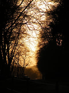 posta de sol, llum, arbre, caure, boira, arbres, contra la llum, alba, fusta, naturalesa, bosc, sotabosc, llums, misteri, crepuscle, camp, paisatges, morvan, vespre, arbre nu, silueta, cap gent, a l'aire lliure, nit, planta, tranquil·litat, cel, bellesa a la natura, branca, parc, escena tranquil·la, llum solar, arquitectura, escenics - natura, creixement, idíl·lic, color taronja, 1080P, CC0, domini públic, lliure de regalies