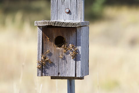 hvepse, bier, insekt, makro, koloni, bistade, rede, træ - materiale, birdhouse, fokus på forgrunden, stolpe, tæt på, dag, ingen mennesker, træ post, natur, udendørs, metal, hul, plante, jord, dyr, dyre temaer, grænse, hegn, gammel, Mark, 4K, CC0, offentligt domæne, royaltyfrie