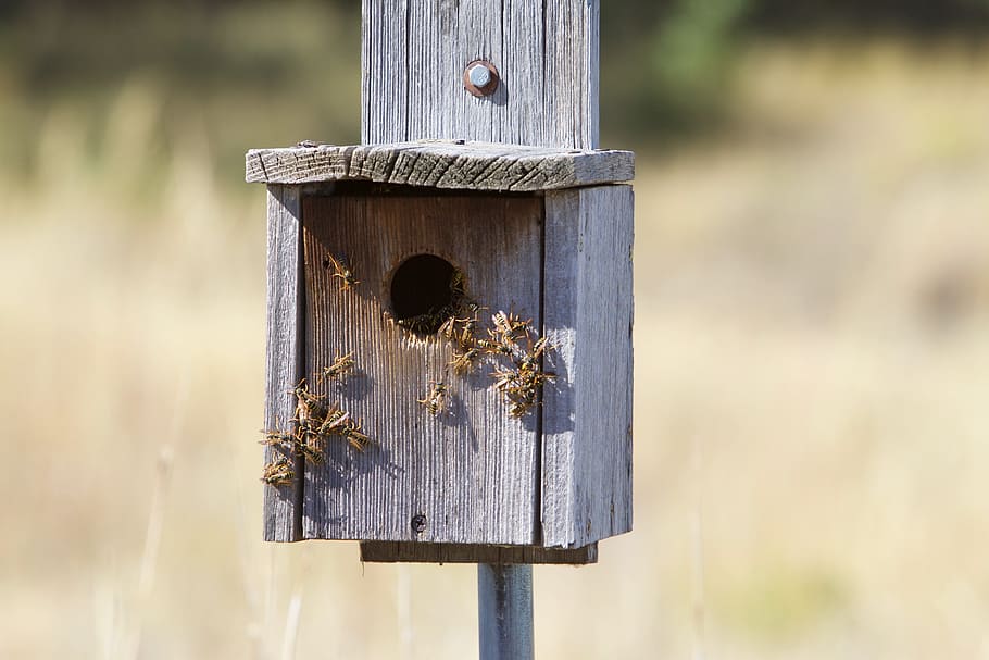 vespe, api, insetto, macro, colonia, alveare, nido, legno - materiale, birdhouse, concentrarsi sulle conoscenze acquisite, inviare, avvicinamento, giorno, nessuno, post in legno, natura, all'aperto, metallo, buco, pianta, terra, animale, temi animali, confine, recinto, vecchio, campo, 4K