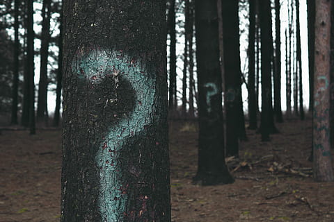 alberi forestali, segnato, Punti interrogativi, bianca, dipinto, tronchi d'albero della foresta, albero, foresta, domanda, abbaiare, marchio, legna, tronco, pino, punto interrogativo, natura, Jack di legname, legname, radura, futuro, tronco d'albero, pianta, terra, concentrarsi sulle conoscenze acquisite, crescita, giorno, all'aperto, nessuno, bosco, la tranquillità, scena non urbana, bellezza nella natura, ambiente, legno - materiale, paesaggio, campo, 5K, CC0, dominio pubblico, privo di copyright
