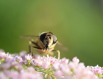bičių, makro, Uždaryti, vabzdys, žiedas, žydi, gėlė, žiedadulkių, nektaras, pobūdį, pabarstykite, žydintys augalai, gyvūnų temos, gyvūnas, vienas gyvūnas, bestuburiai, gyvūnų gyvūnija, gyvūnams, augalų, trapumas, grožis gamtoje, Iš arti, pažeidžiamumas, šviežumas, žiedlapis, gėlių galva, atrankinis dėmesys, nėra žmonių, apdulkinimas, gyvūnų sparnas, 4K, CC0, Viešasis domenas, nemokamai