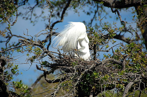 great white heron, egret, bird, avian, nesting, nest, wildlife, tropical, florida, marshland, wetland, heron, white, nature, animal, water, ardea, alba, flying, wild, flight, beak, american, feather, bill, tree, waterfowl, shore, wader, natural, plant, white color, branch, day, no people, growth, sunlight, animal themes, animal wildlife, sky, vertebrate, low angle view, one animal, animals in the wild, beauty in nature, focus on foreground, outdoors, softness, 2K, CC0, public domain, royalty free