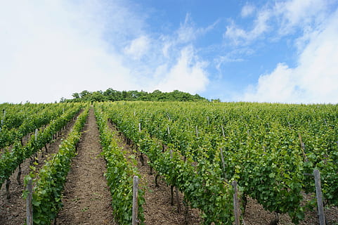 viti, vigneto, vite, crescita, agricoltura, campo, pianta, cielo, paesaggio, scena rurale, scenics - natura, raccolto, terra, colore verde, azienda agricola, la tranquillità, scena tranquilla, nuvola - cielo, ambiente, bellezza nella natura, natura, nessuno, di fila, all'aperto, piantagione, vinificazione, 4K, CC0, dominio pubblico, privo di copyright