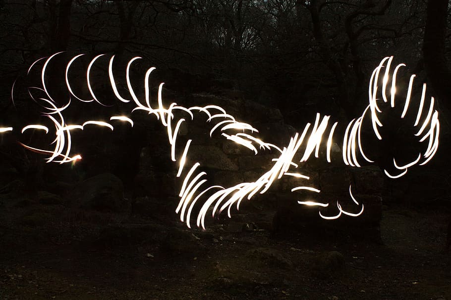 lighttrail, llum, nit, fosc, brillant, exposició, moviment, borrós, vespre, borrosa, art i artesania, creativitat, pintura de llum, il·luminat, exposició llarga, cap gent, arbre, naturalesa, animal, representació animal, artesania, temes d'animals, fauna animal, mamífer, sender lleuger, representació, a l'aire lliure, 4K