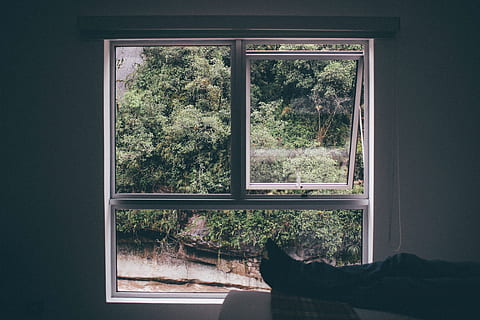 white, sash window, open, window frame, view, frame, window, interior, window view, indoor, house window, looking out window, tree, plant, day, indoors, nature, no people, glass - material, architecture, growth, built structure, transparent, sunlight, green color, building, land, forest, 5K, CC0, public domain, royalty free