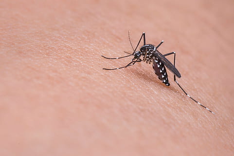dengue mosquito, person, skin, mosquito, macro, insect, bug, animal, parasite, sucker, blood, infectious, fauna, bloodsucker, parasitic, small, gnat, pain, fever, stinging, bite, nature, wildlife, madagascar, close-up, invertebrate, animal wildlife, animals in the wild, human body part, one animal, human skin, day, selective focus, one person, body part, focus on foreground, outdoors, 4K, CC0, public domain, royalty free