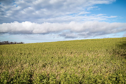 camp, cultivable, núvols, cel, agricultura, paisatge, pendent, ampli, naturalesa, escena rural, blau, estiu, prat, a l'aire lliure, terra, herba, granja, núvol - cel, temporada, planta, bellesa a la natura, creixement, tranquil·litat, escena tranquil·la, medi ambient, escenics - natura, color verd, dia, cap gent, cultiu, plantació, 5K, CC0, domini públic, lliure de regalies