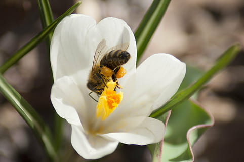 ape, croco, fiore, primavera, natura, insetto, fioritura, naturale, zafferano, pianta, miele, un animale, temi animali, Colore bianco, animali allo stato selvatico, fauna selvatica, all'aperto, petalo, pianta fiorita, animale, bellezza nella natura, invertebrato, fragilità, avvicinamento, testa di fiore, freschezza, crescita, vulnerabilità, nessuno, impollinazione, polline, 4K, CC0, dominio pubblico, privo di copyright