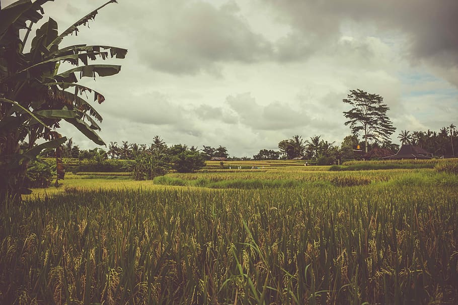 rismarker, bali, grøn, græsser, træer, Mark, træ, græs, landskab, ris, afgrøder, himmel, Sky, natur, arbejder, ubud, indonesium, rismark, plante, vækst, jord, sky - himmel, skønhed i naturen, scenics - natur, miljø, landbrug, afgrøde, ro, rolig scene, landlige scene, ris - kornplante, gård, ris paddy, ingen mennesker, udendørs, plantage, 4K