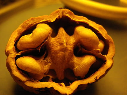 Walnussbaum, Nüsse, Nussbaum, Baum, menschliches Körperteil, menschlicher Schädel, Grusel, Nahansicht, Fossil, gruslig, Knochen, menschliches Skelett, drinnen, Körperteil, Kreativität, Angst, Darstellung, Tierkörperteil, menschlicher Knochen, Kunst und Handwerk, Fokus auf den Vordergrund, menschliche Darstellung, Skelett, Schädel, 4K, CC0, gemeinfrei, lizenzfrei