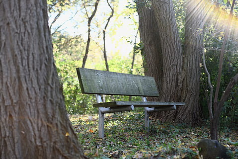 fusta, banc, bosc, arbres, herba, arbre, planta, tronc de l'arbre, tronc, naturalesa, tranquil·litat, terra, dia, seient, cap gent, material de fusta, buit, a l'aire lliure, llum solar, parc, bellesa a la natura, absència, creixement, Banc del parc, 5K, CC0, domini públic, lliure de regalies