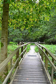 web, biòtop, arbre, amarrar, bosc, tardor, barana, pont, humor de tardor, zones humides, reserva, pantà, humor, lluny, direcció, planta, el camí a seguir, material de fusta, creixement, terra, naturalesa, bellesa a la natura, color verd, sendera, estructura construïda, connexió, dia, tranquil·litat, passarel·la, passeig marítim, cap gent, a l'aire lliure, fusta, pont - estructura feta per l'home, perspectiva decreixent, panells de fusta, llarg, 4K, CC0, domini públic, lliure de regalies