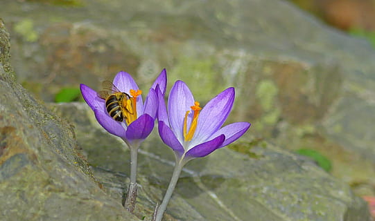 selektiv, fokus, lila, blommor, krokus, vår, bi, insekt, natur, blomma, växt, ståndare, blomfoder, pistill, pollen, blad, tid på året, violett, flora, blomsterträdgård, blommande växt, skönhet i naturen, friskhet, bräcklighet, sårbarhet, djur-, ett djur, djurteman, kronblad, närbild, djurliv, ryggradslös, blomhuvud, tillväxt, djur i det vilda, inget folk, utomhus, pollinering, 1080P, CC0, offentligt domän, royaltyfria