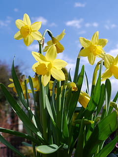 narcisos, groc, flor, osterglocken, primavera de jardí, Pasqua, narcisos grocs, primer pla, narcís, primavera, naturalesa, planta amb flors, planta, frescor, vulnerabilitat, bellesa a la natura, fragilitat, pètal, creixement, cap de flor, inflorescència, dia, cap gent, camp, cel, terra, a l'aire lliure, sepal, 4K, CC0, domini públic, lliure de regalies