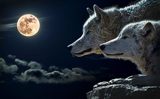 Due, lupi, analizzare, cercare, guardare, pieno, carta da parati di luna, lupo, coppia lupo, Luna, nube, cielo, natura, Luna piena, luci, foto notturna, nuvole, riflessi di luce, contrasto, animale, selvaggio, maschio, femmina, ombra, Lupa, notte, un animale, temi animali, mammifero, nessuno, cane, canino, animali domestici, all'aperto, nuvola - cielo, bellezza nella natura, fauna selvatica, vista profilo, composito digitale, chiaro di luna, 2K, CC0, dominio pubblico, privo di copyright