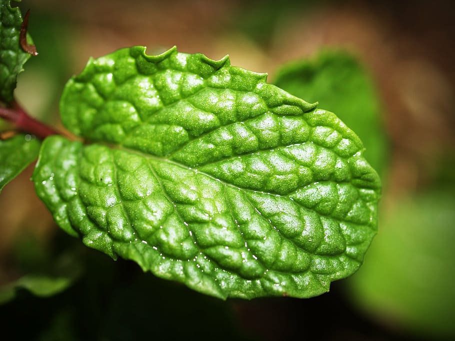 foto del focus selectiu, verd, full, menta, mentol, herba, fresc, menta verda, aïllat, aroma, fragant, jardineria, medicina, saludable, jardí, ingredient, color verd, primer pla, aigua, frescor, planta, tirar, bellesa a la natura, centrar-se en primer pla, part de la planta, cap gent, naturalesa, menjar, humit, creixement, dia, menjar i beguda, a l'aire lliure, enfocament selectiu, rosada, gota de pluja, 2K